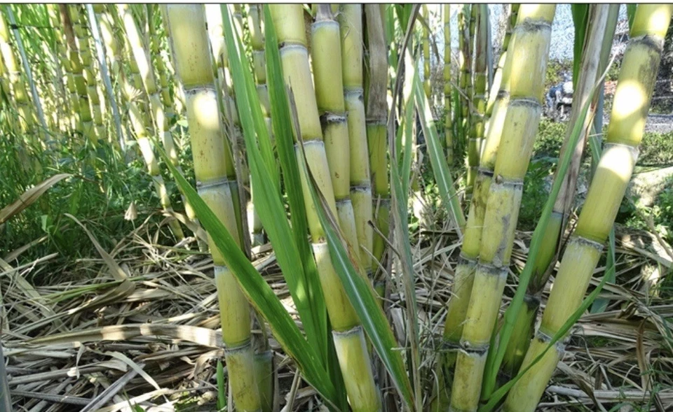 Rooted Sugarcane Cuttings - 5 Live Saccharum officinarum Plants, Tropical Cane for Planting, Garden or Container Use