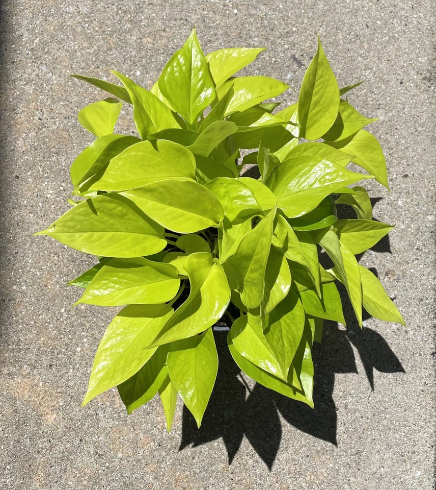 Pothos Cuttings Combo - 6 Unrooted Cuttings, Marble Queen, Lemon Neon & Jade Green, Epipremnum Aureum for Indoor Propagation
