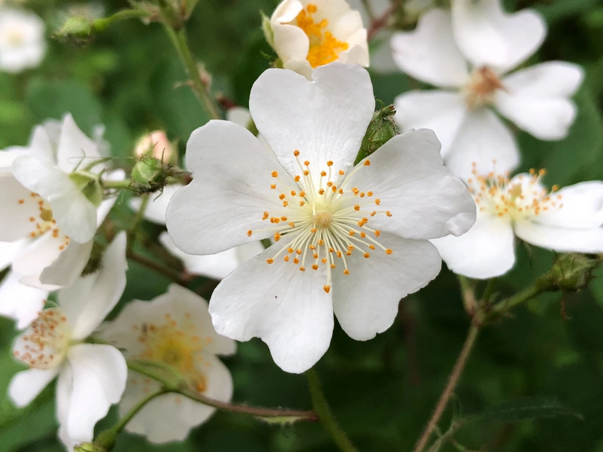 Multiflora Rose Cuttings – 55 Fresh Stems for Propagation – Rosa multiflora – Wild Rose Bush Rooting Material