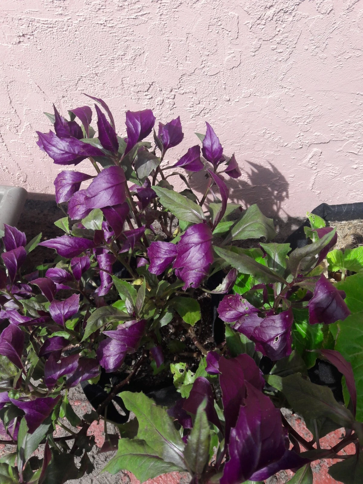 Okinawa Spinach Cuttings - 8 Unrooted Live Cuttings, Green and Purple Leaves - Gynura bicolor - Tropical Vegetable Plant