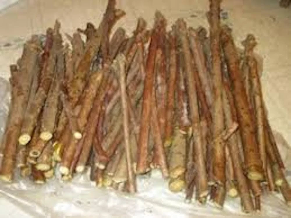 American Elderberry Cuttings - 10 Unrooted Elderberry Cuttings for Planting, Sambucus nigra, Deciduous Shrub for Propagation