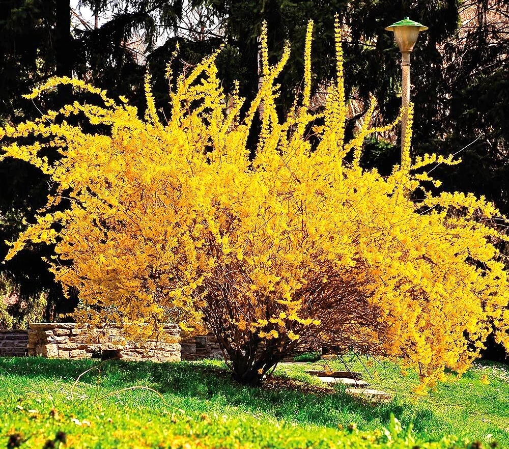 Golden Forsythia Cuttings - 15 Unrooted Ornamental Shrub Stems for Hedges & Landscape, Forsythia spp.