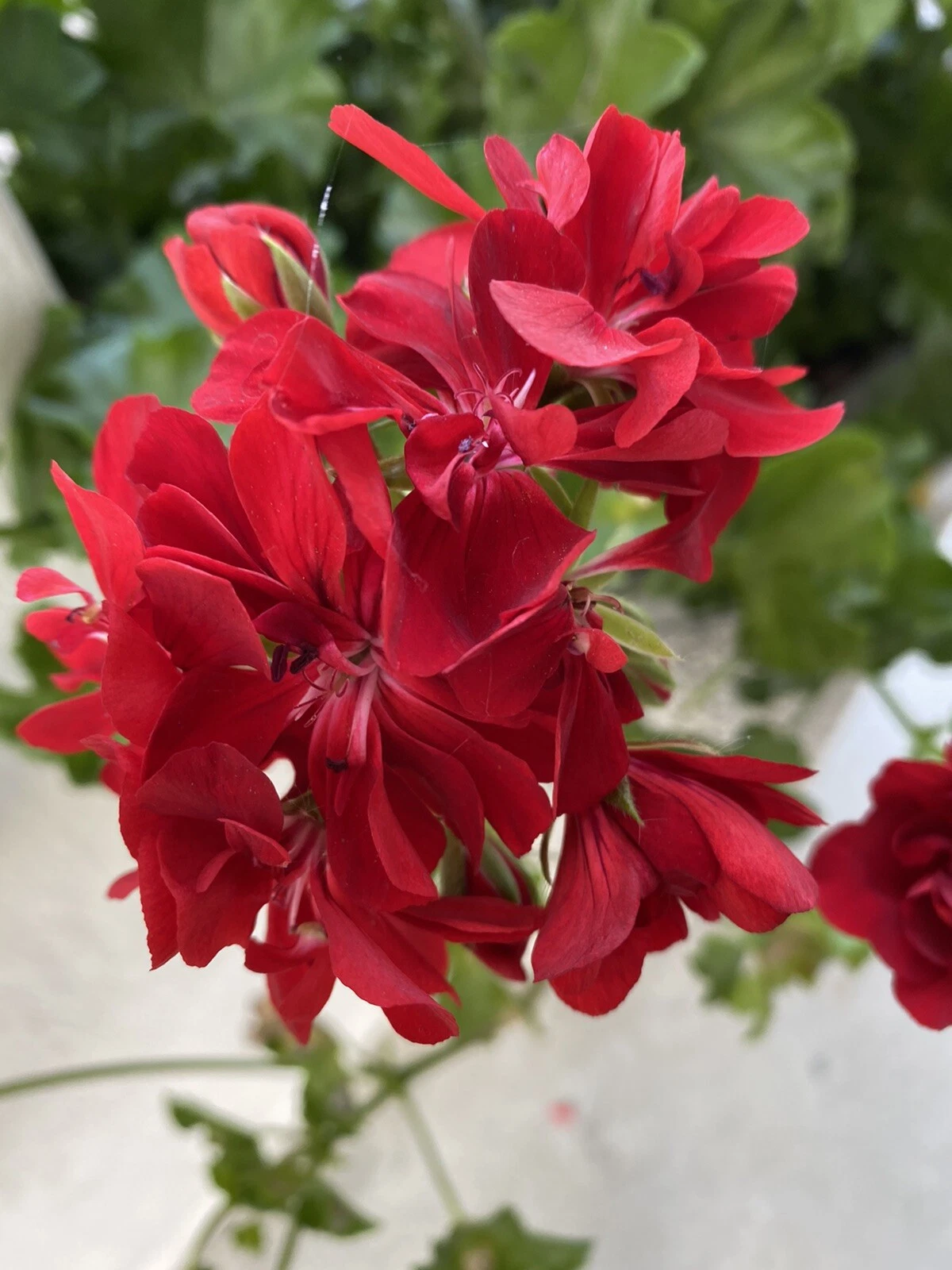 Red Geranium Cuttings - 6 Unrooted Pelargonium Cuttings for Propagation - Bright Red Flowering Plant for Containers