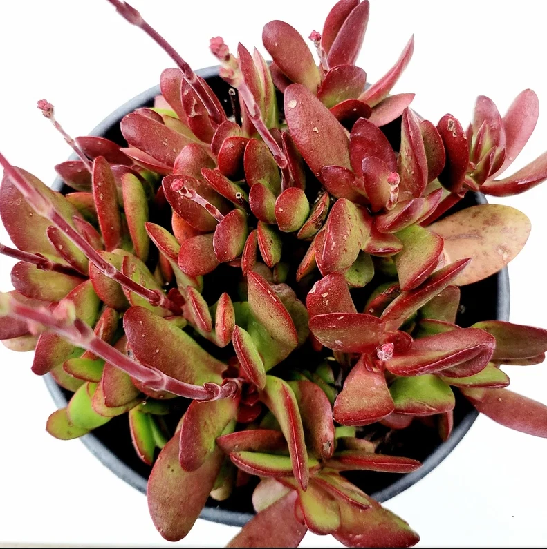 Crassula Clavata Succulent Live Plant - 4 Inch Bare Root Crassula for Containers & Gardens - Compact Green Succulent