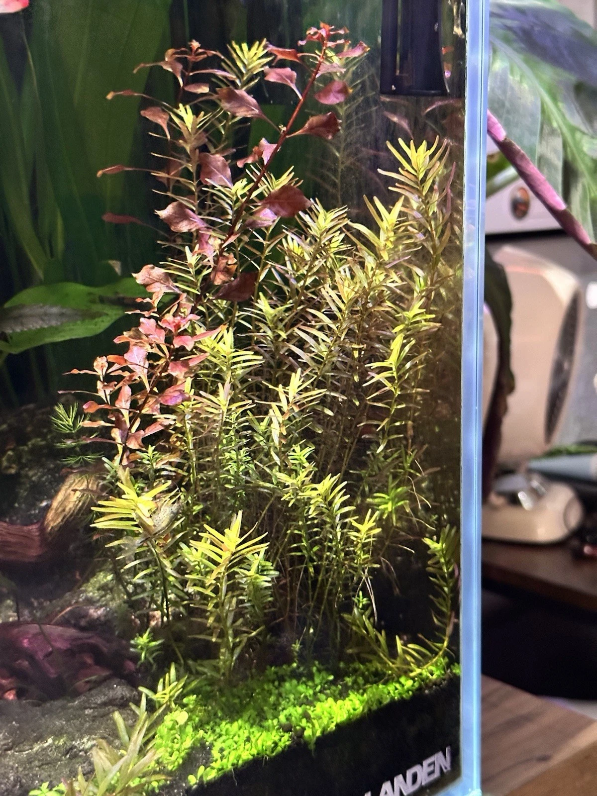 Rotala rotundifolia Live Aquatic Plant Cuttings - 10+ Fresh 4-6" Stem Cuttings + 2 Bonus Plants for Aquarium Aquascaping