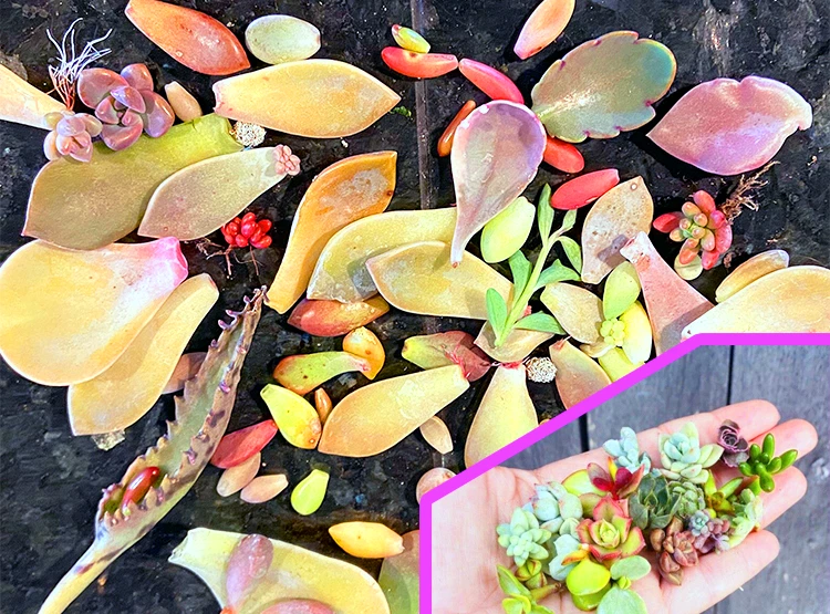 Succulent Leaf Cuttings - 300+ Mixed Varieties for Propagation - Unrooted Leaves & Offsets - Ideal for Planting Projects