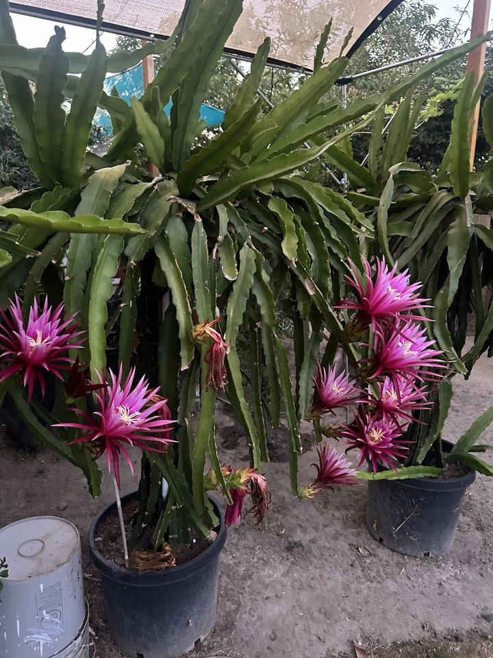Mature Dragon Fruit Cutting 8–12 Inches Connie Mayer Hylocereus Cactus for Rooting – Vibrant Flowers & Vigorous Growth