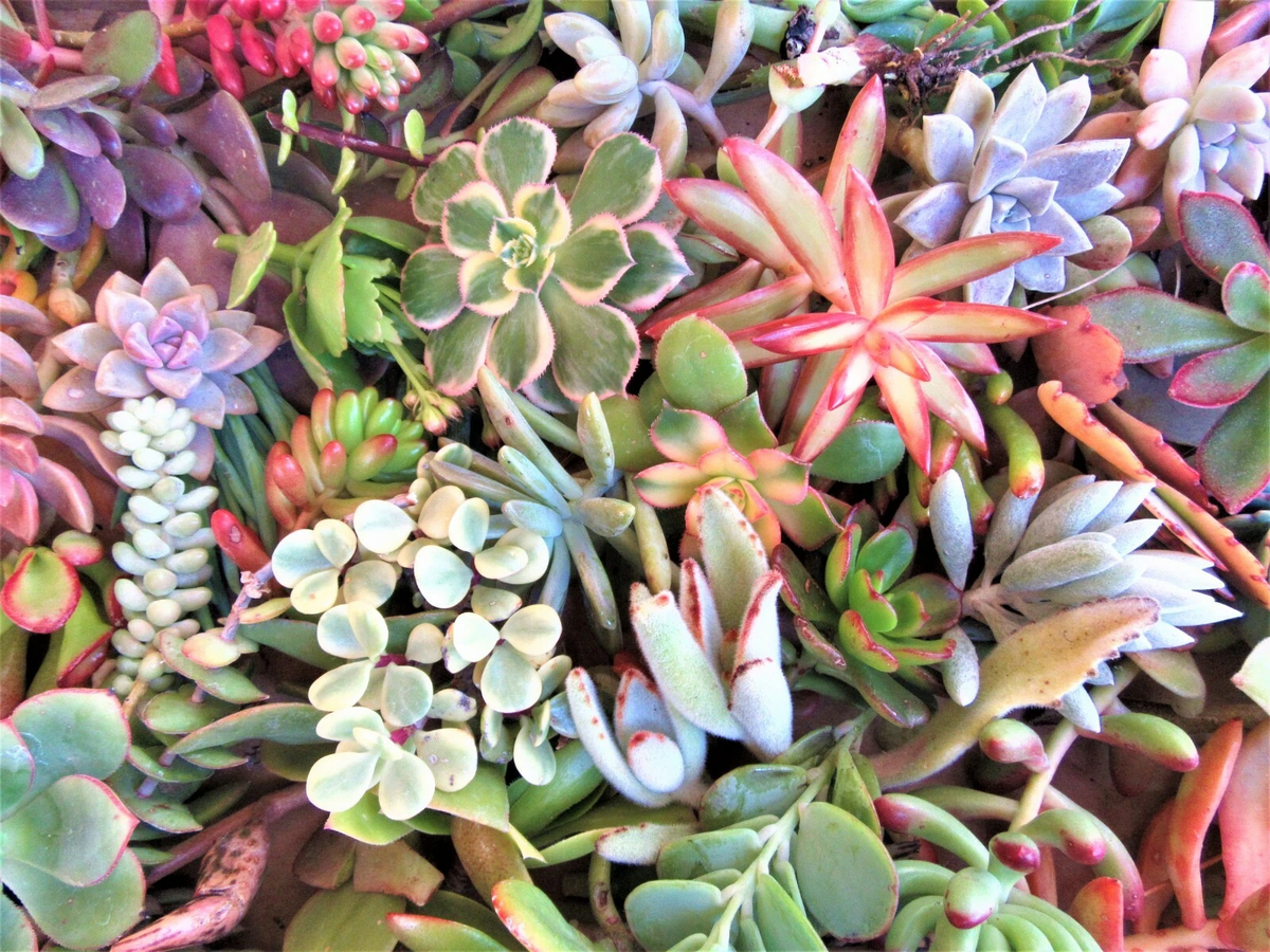 Large Succulent Cuttings Mix - 50 Fresh Cuttings, 25 Varieties, 3-6" Sizes, Crassulaceae for Arrangements & DIY Planters