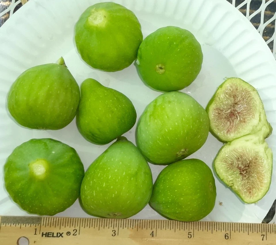 Desert King Fig Tree Cuttings - 3 Live Unrooted Hardwood Cuttings, Ficus carica, Yellow Fig Variety for Propagation Zones 5-9