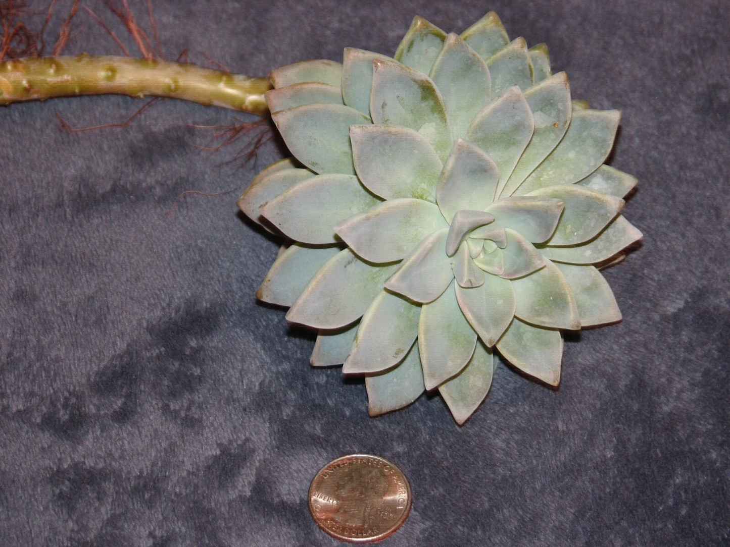 Graptopetalum Ghost Plant Cutting - Unrooted Succulent Starter - Graptopetalum paraguayense - Pale Green to Silvery Gray Leaves