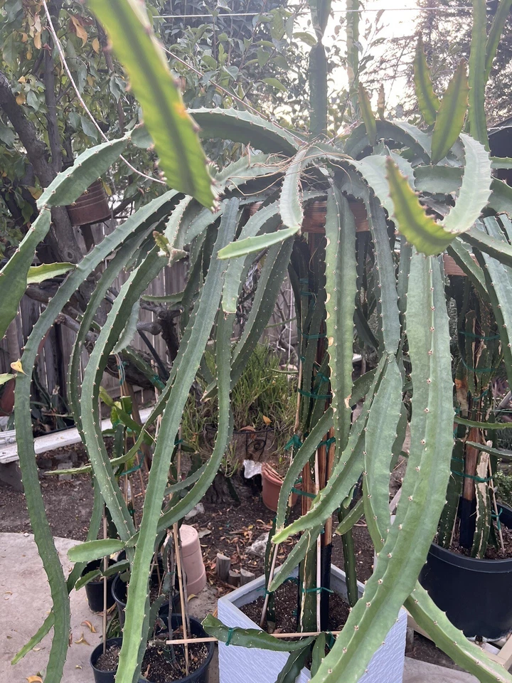 Palora Dragon Fruit Cuttings, 4 Fresh Yellow Stems, Easy Rooting Starter Pack, Selenicereus megalanthus, 7–9" Long