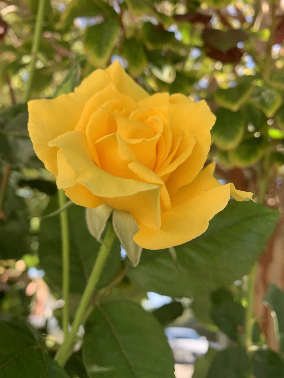 Radiant Perfume Rose Cuttings - 5 Unrooted Yellow Stems for Planting, Fragrant Rosa (Cultivar: Radiant Perfume)