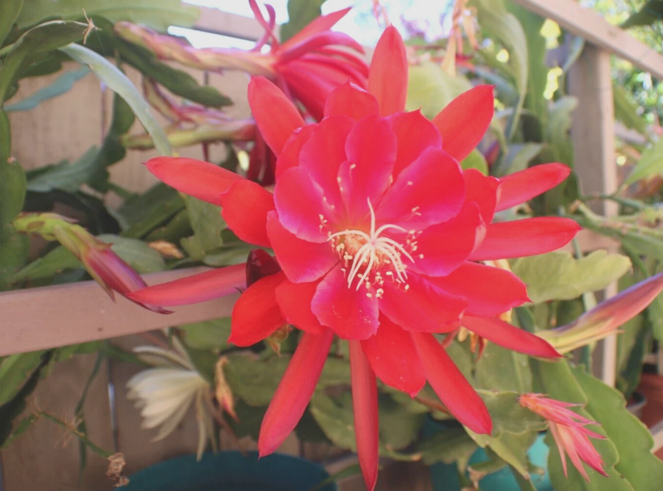 Epiphyllum Orchid Cactus Cuttings – 3 Unrooted Cuttings, Mixed Cultivars Including Lily Voodoo – Epiphyllum spp.