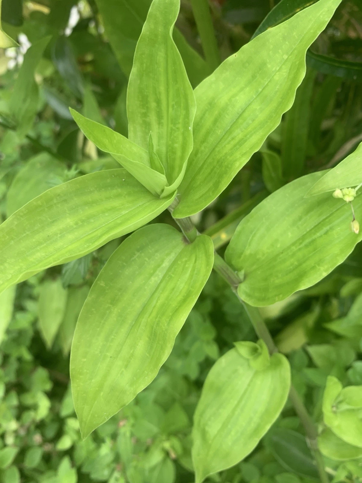 Wandering Jew Lime Cuttings – 7 Unrooted Tradescantia Green Plant Cuttings for Easy Propagation and Trailing Indoor Decor