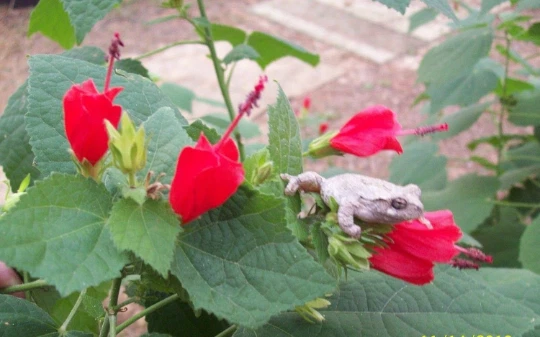 Red Turk’s Cap Plant Cuttings - 7 Live Unrooted Cuttings, Sleeping Hibiscus, Malvaviscus arboreus var. drummondii, Red Blooms