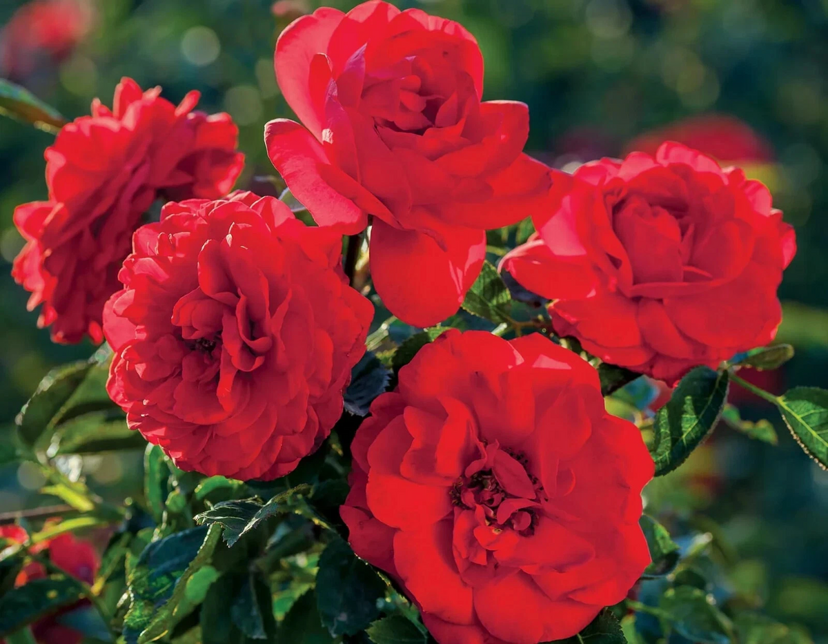 Canyon Road Floribunda Rose Cuttings - 6 Unrooted Stems, Bright Brick Red Blooms, Rosa spp. for Planting and Propagation