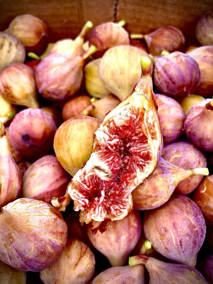 Brazos Bottom Red Fig Tree Cuttings - 3 Unrooted Pieces - Ficus carica - Fruit Tree Starter for Planting and Propagation