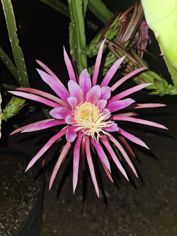 AX Dragon Fruit Cutting - 24-28 Inch Thick Stem for Fast Rooting - Hylocereus Cactus - Ideal for Propagation and Collection