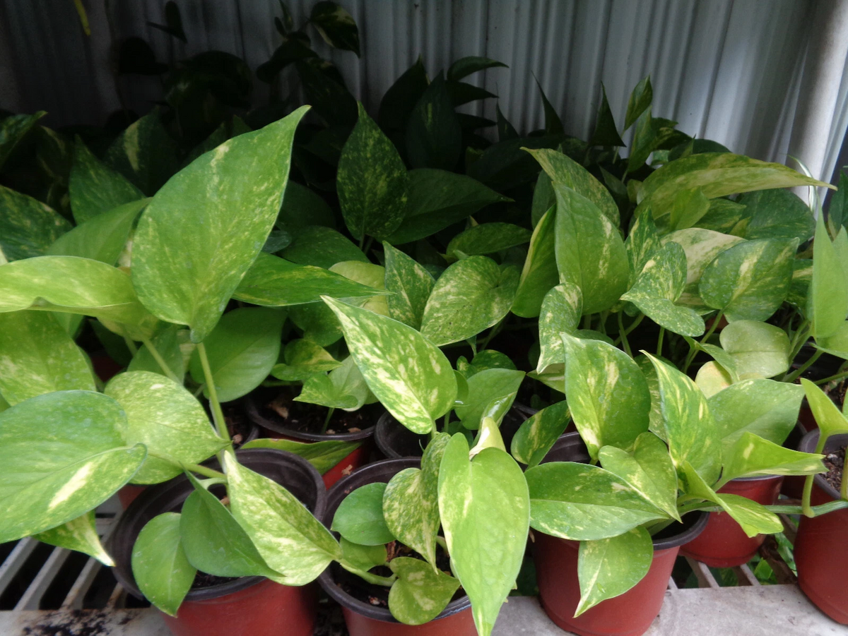 Fully Rooted Pothos Cuttings - 2 Bare Root Devil’s Ivy Indoor Vines, Epipremnum aureum, 5–6 Inch Trailing Plants