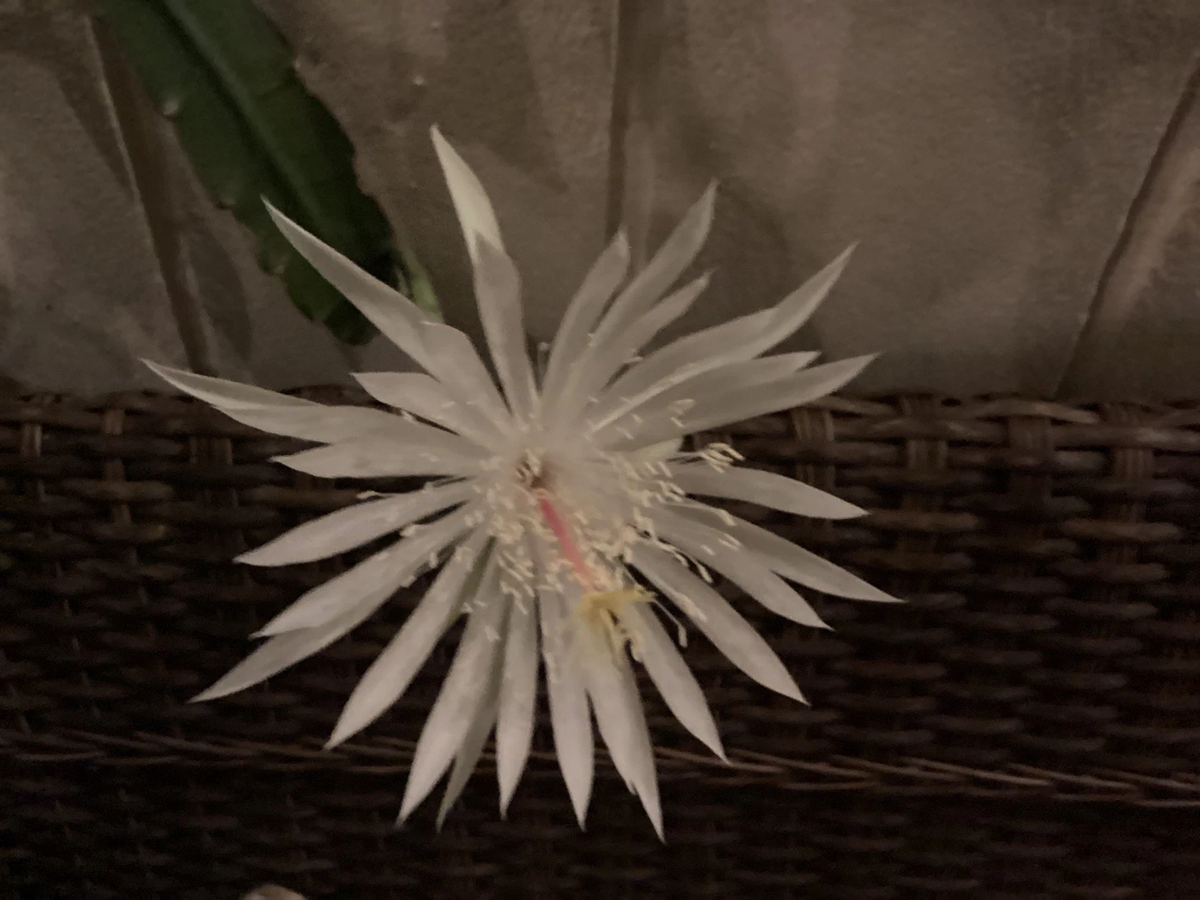 Queen of the Night Orchid Cactus Live Plants - 4 Rooted Epiphyllum Oxypetalum for Indoor or Container Growing