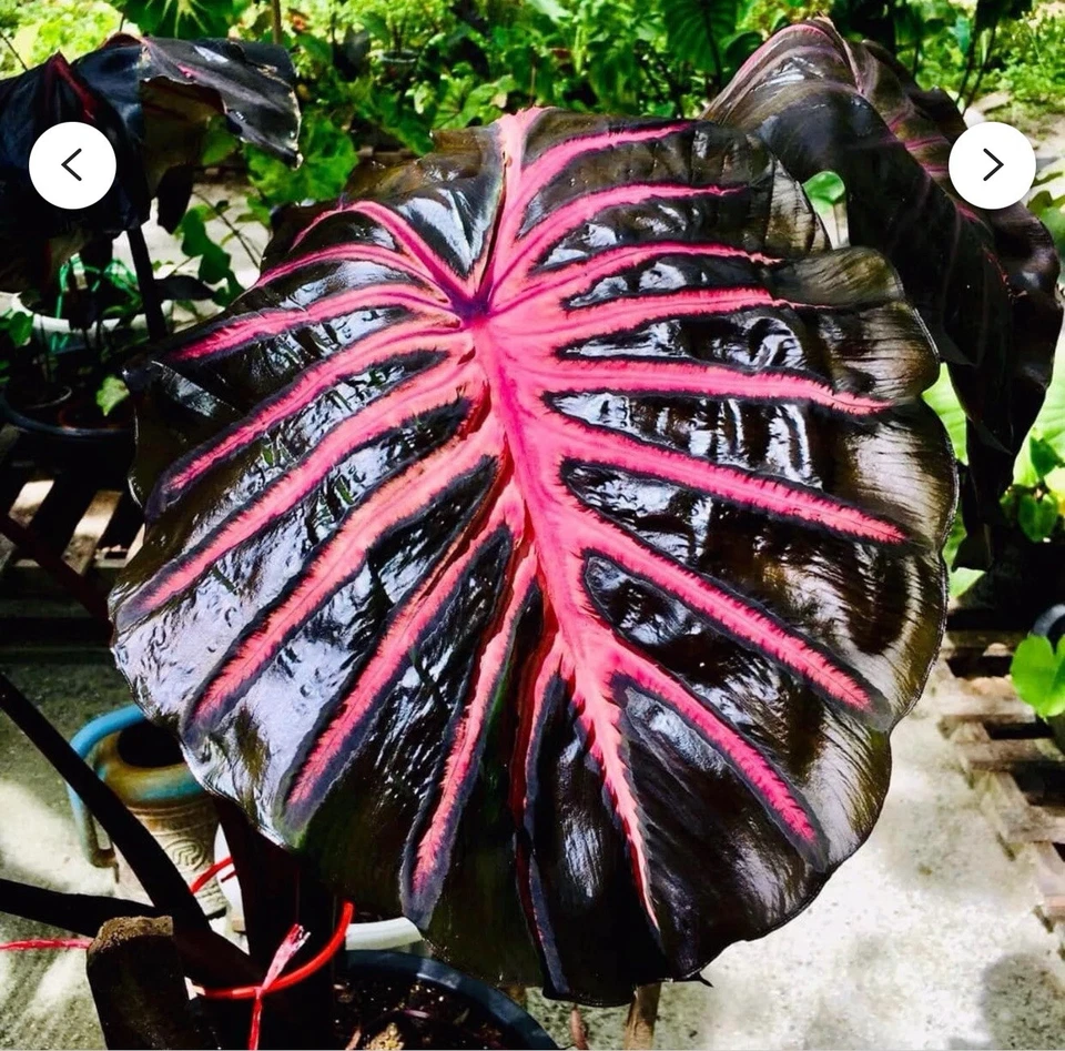 Black Lava Colocasia Plant - Small Rooted Starter - Elephant Ear Taro - Colocasia esculenta for Tropical Gardens & Pots