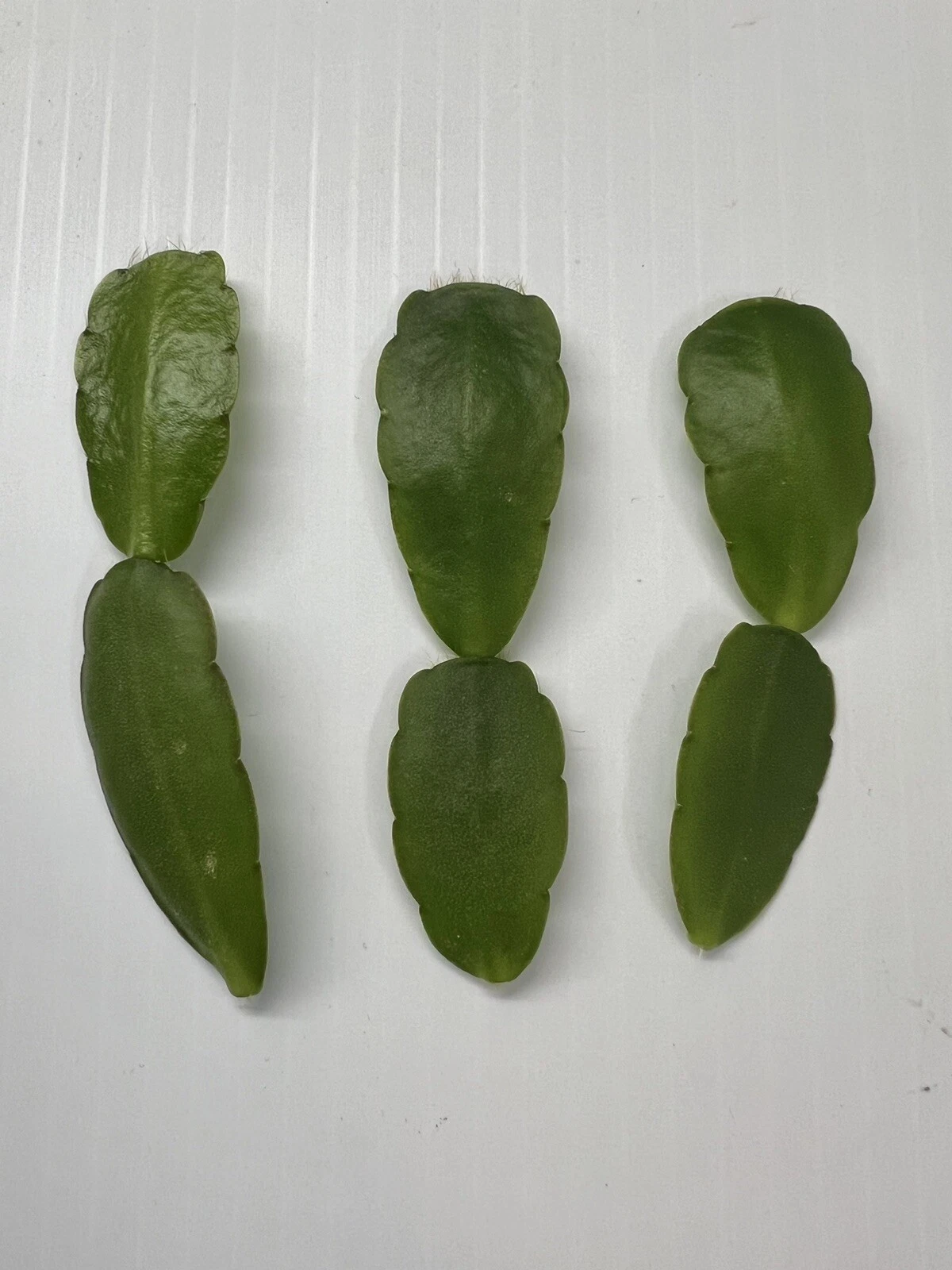 White Easter Cactus Cuttings - 3 Live Spring Sunrise Pieces - Rhipsalidopsis/Hatiora - Easy-Rooting Indoor Houseplant
