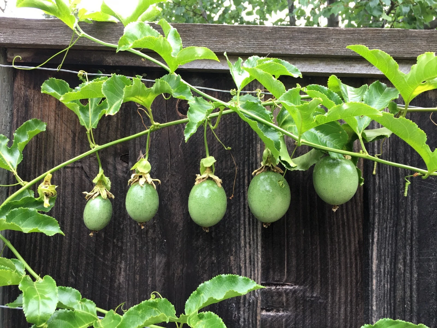 Purple Passion Fruit Cuttings - 10 Live Passiflora edulis Vine Cuttings for Planting or Propagation, Tropical Climbing Vine