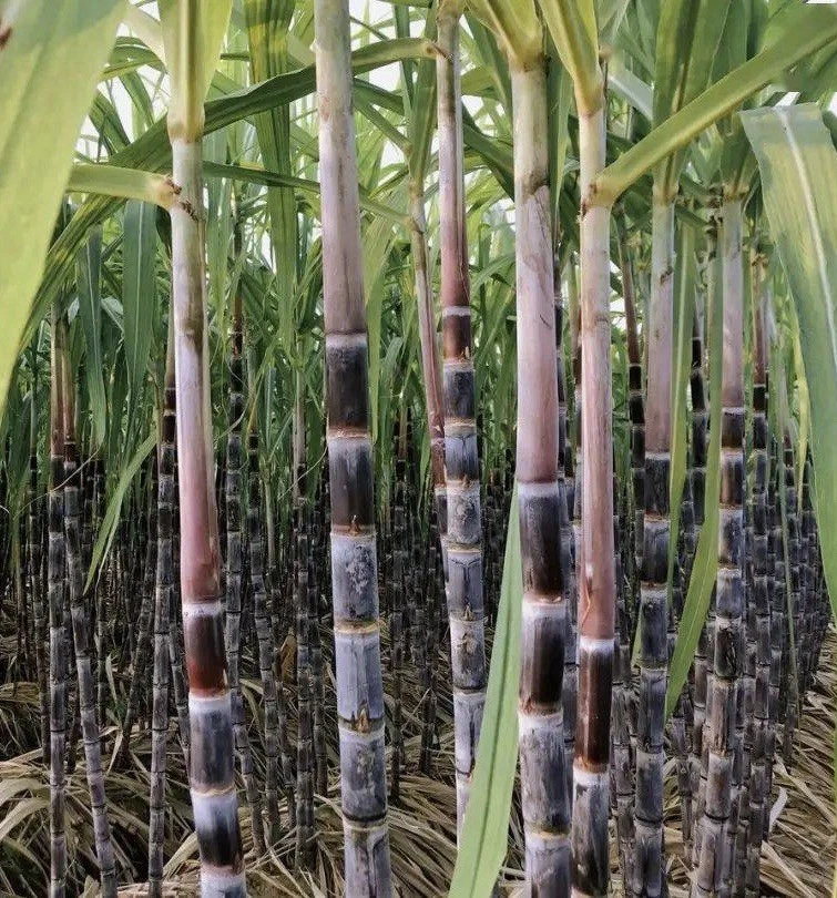 Dark Purple Sugarcane Cuttings - 5 Rooted Saccharum officinarum for Planting - Tropical Grass with Deep Purple Stalks