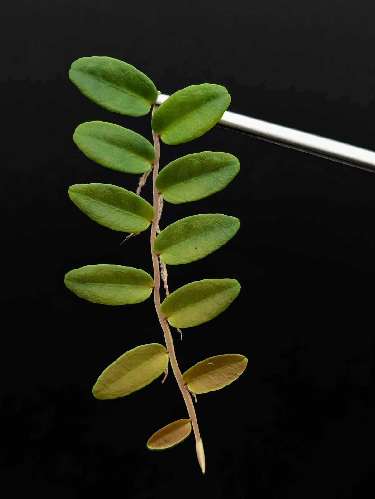Marcgravia aff. coriacea Cutting – 10 Leaves – Shingling Vine for Terrariums & Vivariums – Tropical Climbing Plant