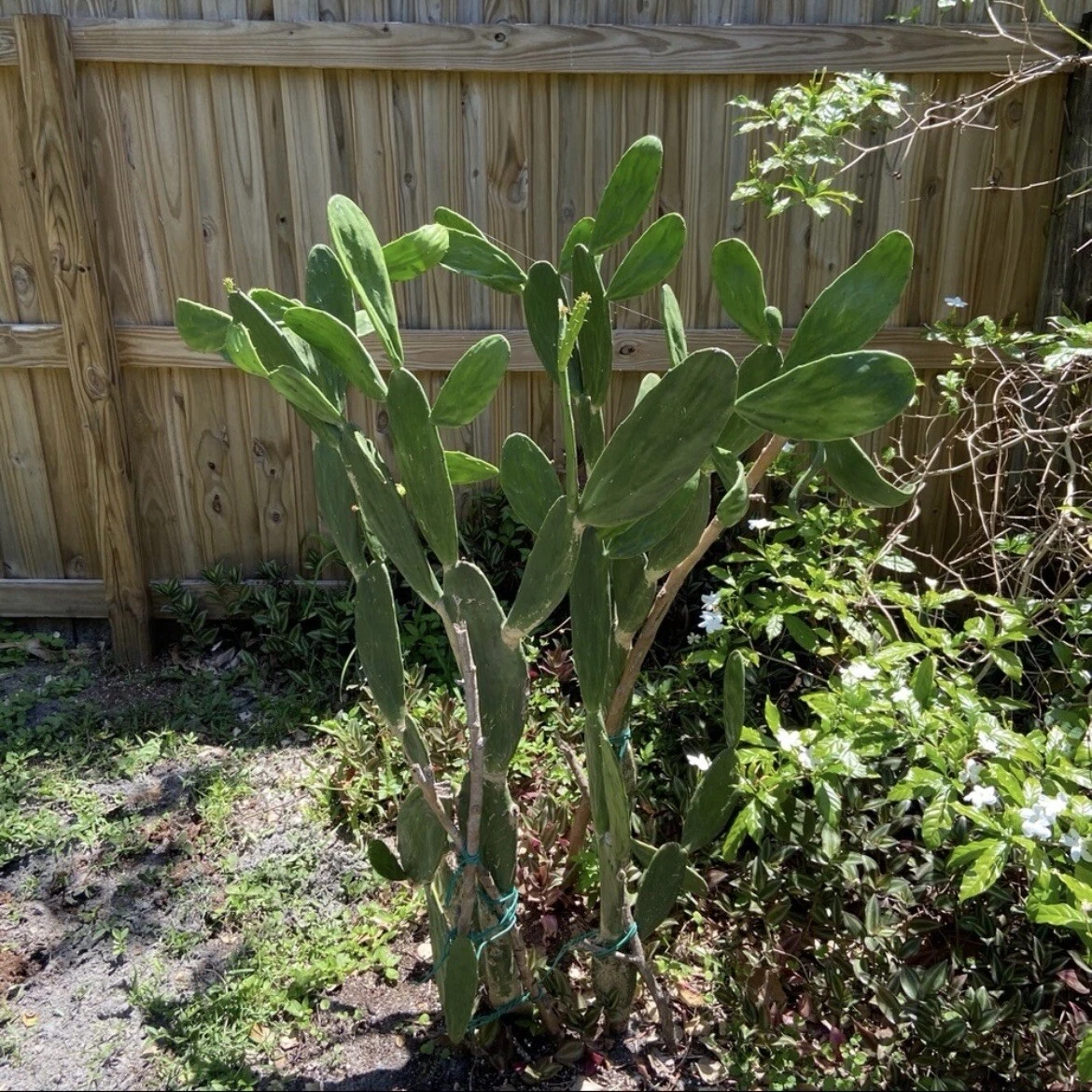 Dragon Fruit & Prickly Pear Cactus Cuttings - 2 Unrooted Green Plant Starts for Propagation - Hylocereus & Opuntia Species