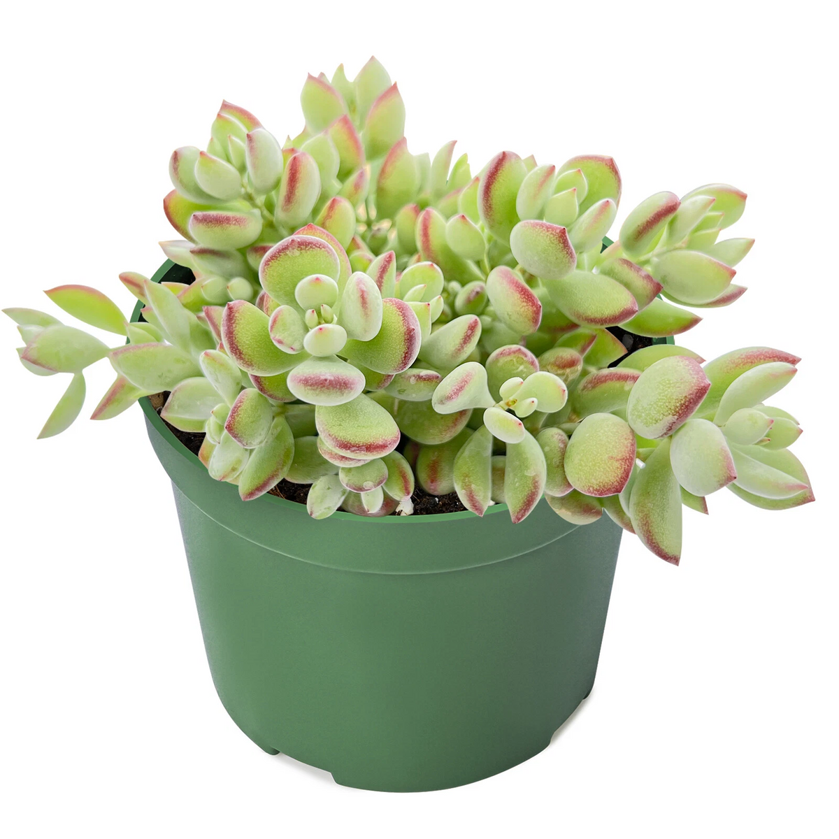 Cotyledon pendens Succulent in 4" Pot - Rare Trailing Plant for Indoor Decor, Low Maintenance Live Hanging Plant