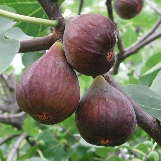 Fig Tree Cutting - 10 Inch Unrooted Ficus carica - Live Plant for Garden Planting and Propagation