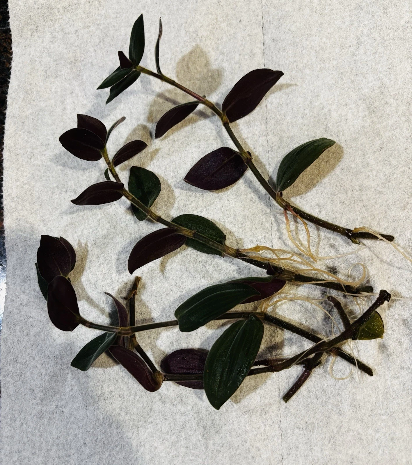 Wandering Jew Cuttings - 4 Live Tradescantia Zebrina Cuttings, Purple & Green Trailing Houseplant, Indoor Plant Decor