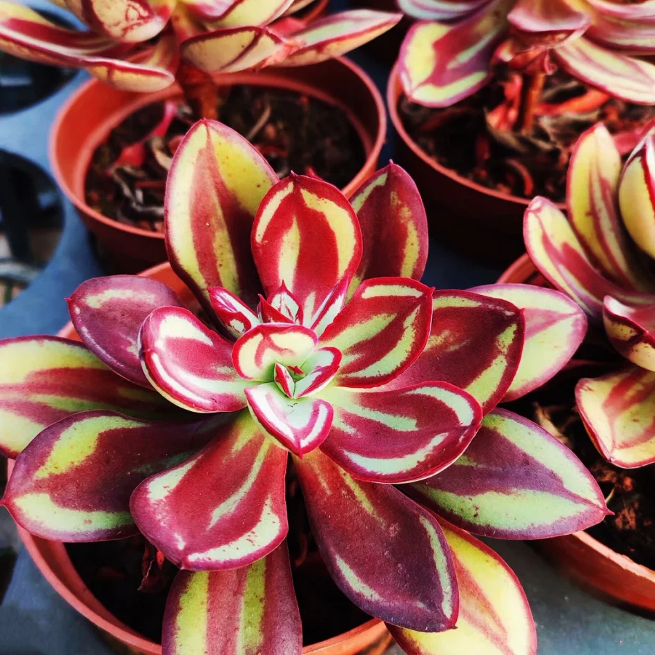 Echeveria Nodulosa Succulent Plant - 4 Inch Potted Echeveria - Green with Red Edges - Echeveria nodulosa