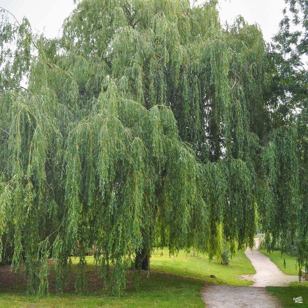 Weeping Willow Cuttings – 20 Unrooted 8-12" Stems, Fast-Growing Salix babylonica for Landscaping and Ponds