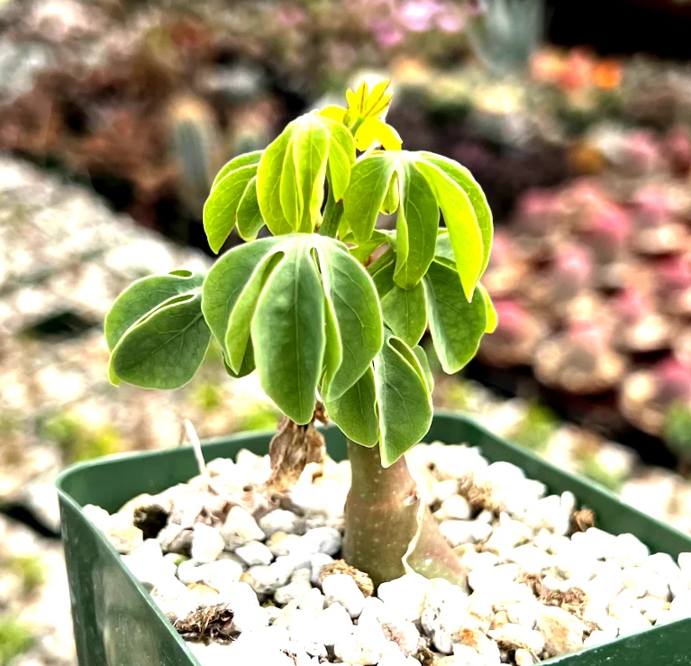 Adenia glauca Succulent Plant in 3.5" Pot | Rare Caudex Houseplant with Climbing Vines for Indoor Growing