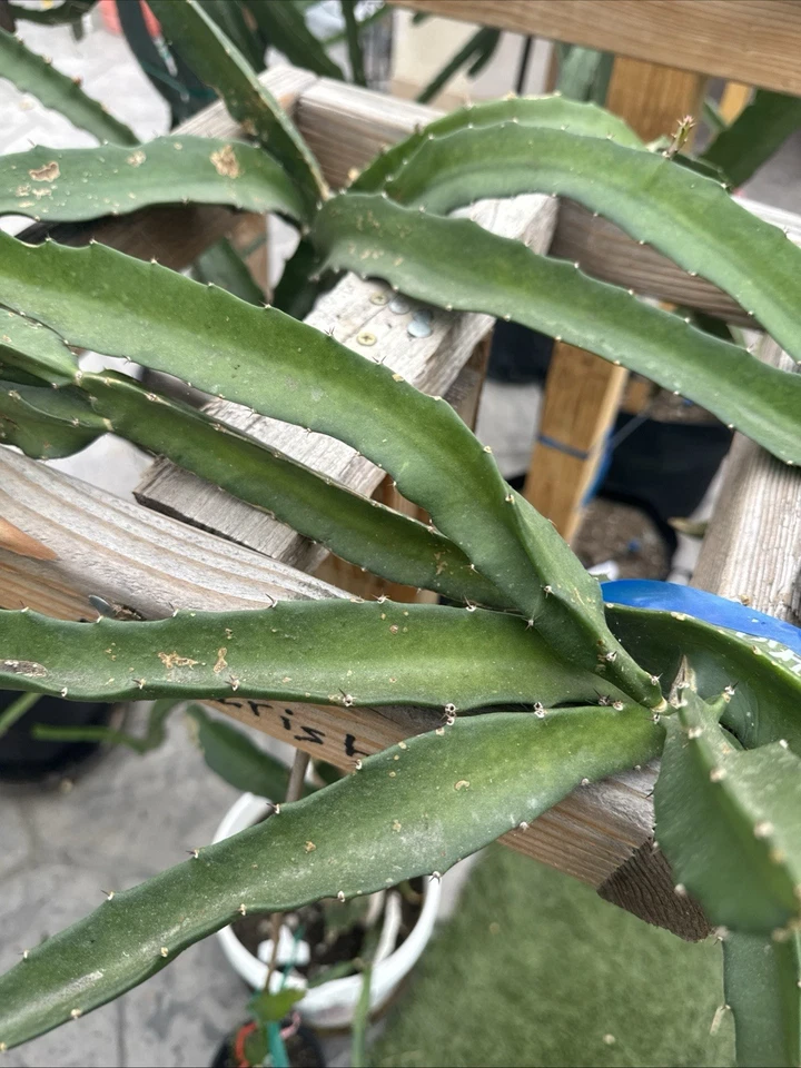 Live Dragon Fruit Cutting 8-12 Inches Coco Irish Pitaya Cactus Selenicereus spp. Unrooted for Propagation