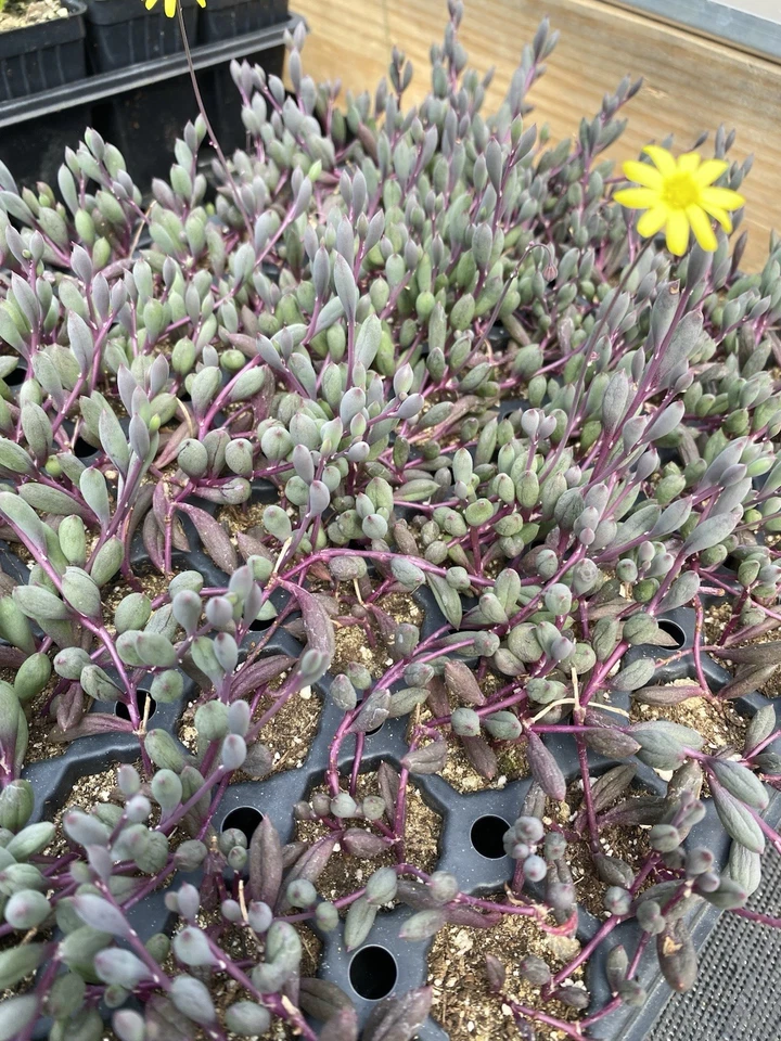Ruby Necklace Succulent Plug - Othonna capensis - Trailing Houseplant with Bead-like Leaves - Green to Red Foliage