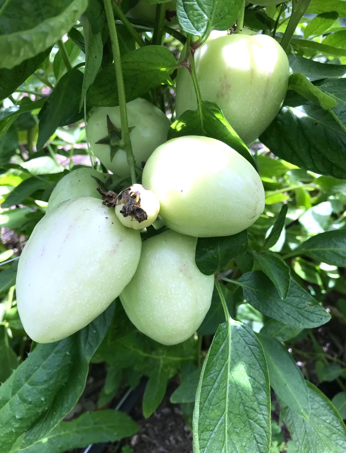 Pepino Melon Cuttings – 6 Live Rooted Cuttings, Vista Variety, Solanum muricatum, Sweet Cucumber Fruit Plant