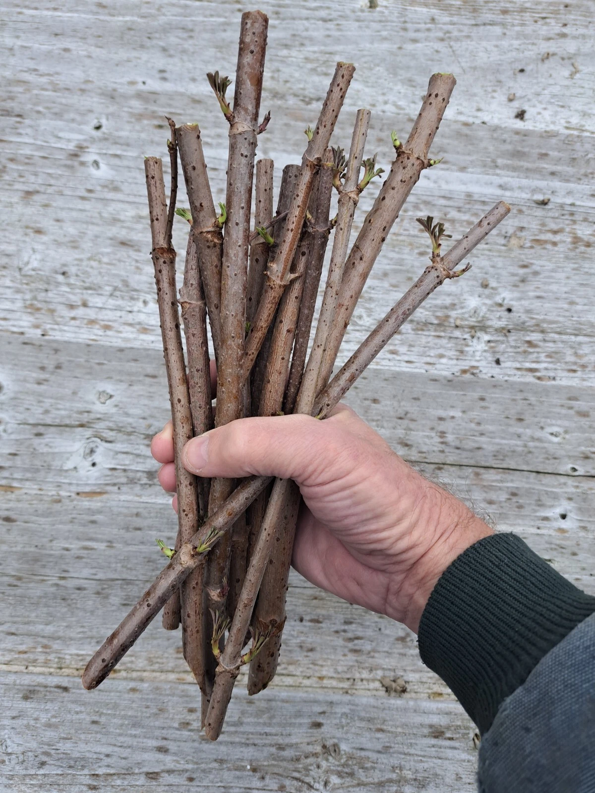 100 Unrooted American Elderberry Cuttings - Sambucus canadensis - Spring Shipping Presale for Propagation & Gardening
