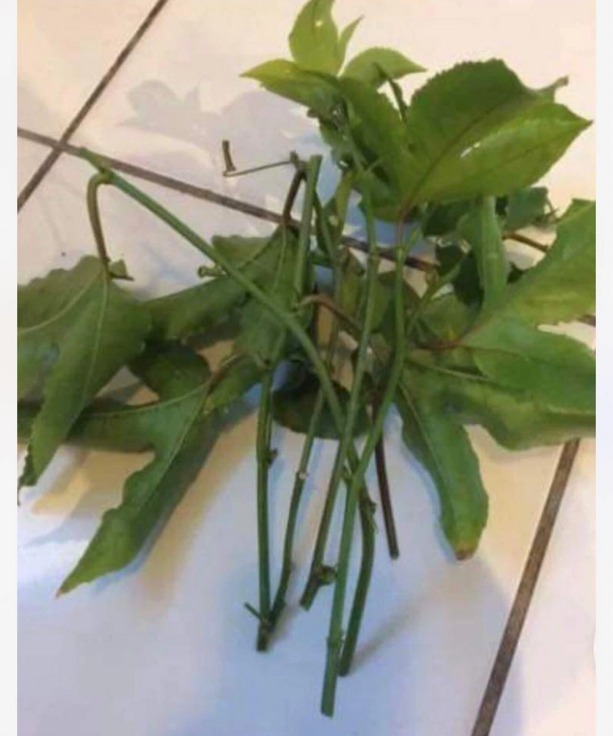Passion Fruit Vine Cuttings - 10 Unrooted Stems Passiflora Edulis - 8-10 Inch Climbing Plant for Propagation