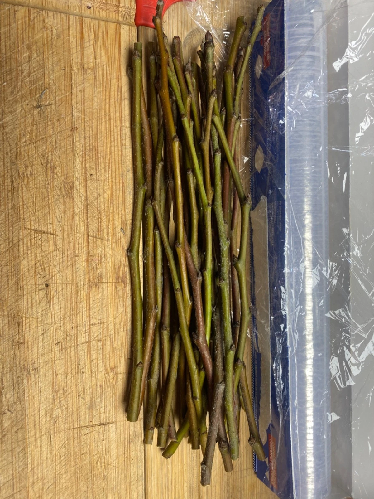 Fresh Unrooted Olive Tree Cuttings - Olea Europaea for Propagation and Planting