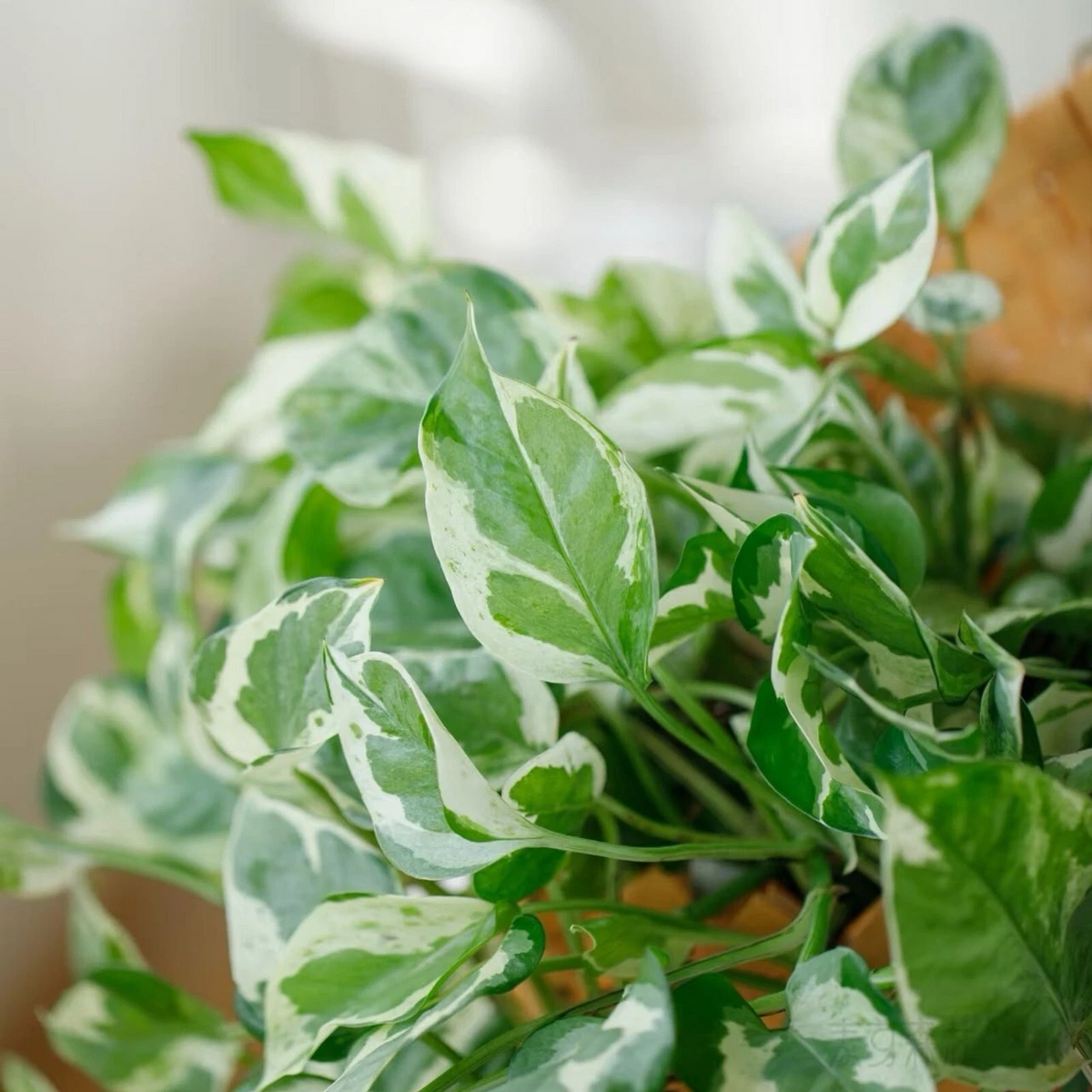 Pothos Cuttings Set of 3 Unrooted Pearls and Jade 4-5 Inch Epipremnum Aureum Variegated Indoor Houseplant
