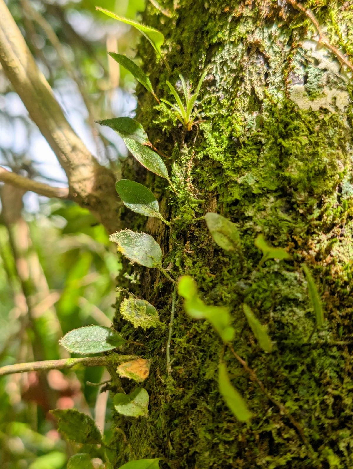 Microgramma Climber Fern Cuttings – 5 Bare 3 Inch Vines for Terrariums – Epiphytic Green Ferns, Microgramma spp.
