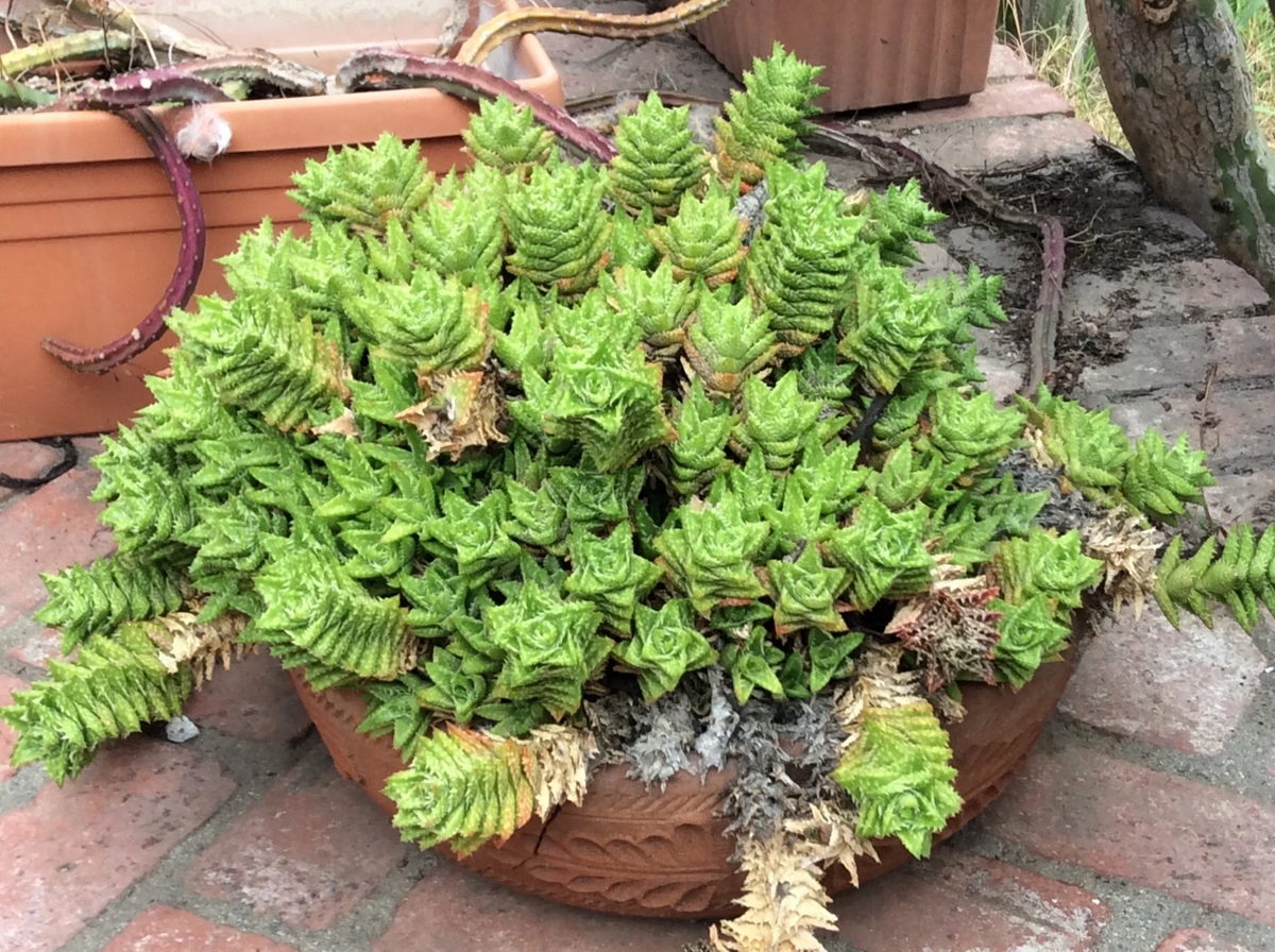 Aloe Juvenna Tiger Tooth Succulent Cuttings 7 Inch Unrooted Set of 5 - Aloe juvenna for Propagation and Gardening Decor