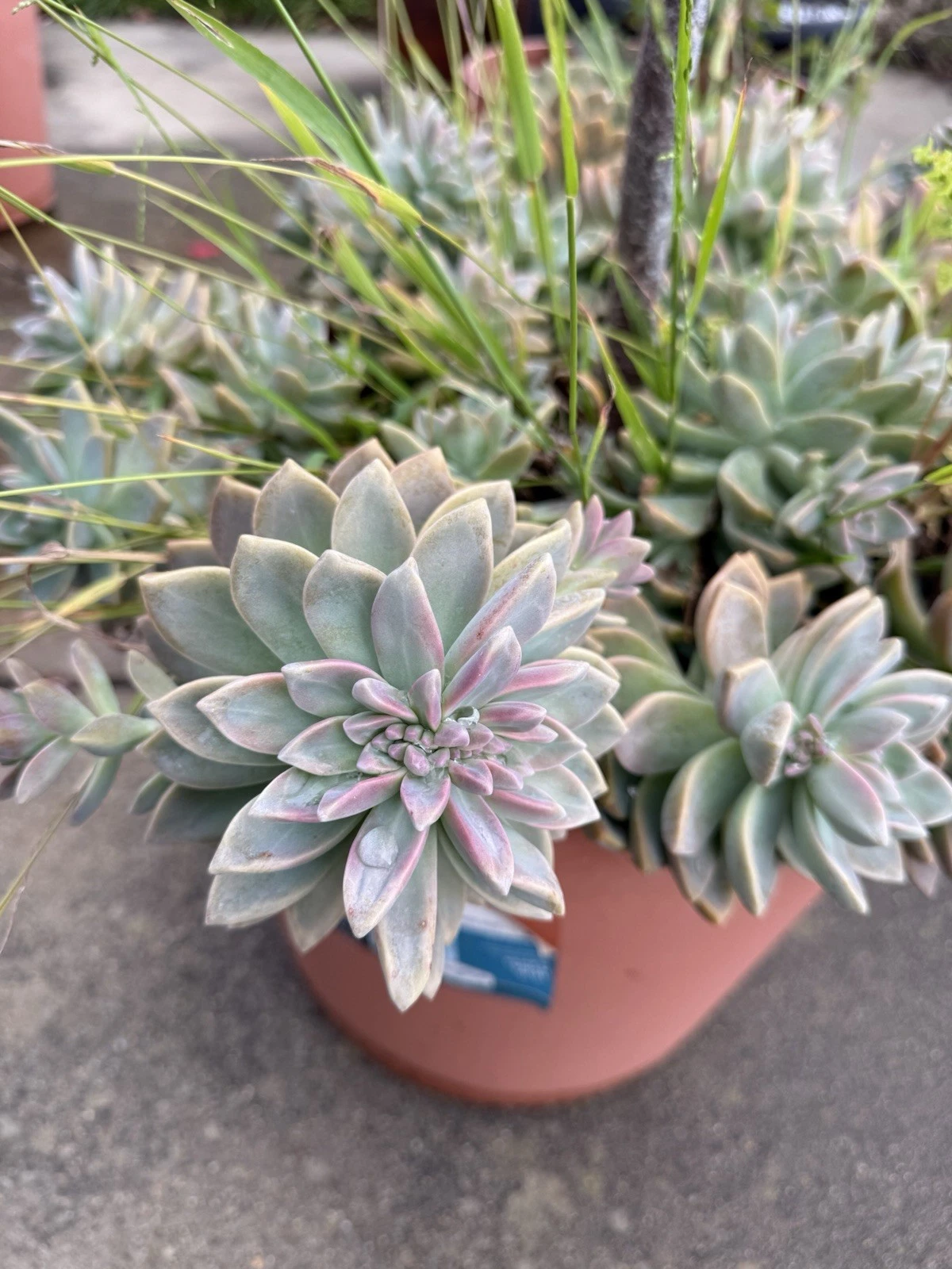 Ghost Plant Succulent Cuttings 4 Inch Unrooted Stems for Propagation Graptopetalum paraguayense Ornamental Succulent