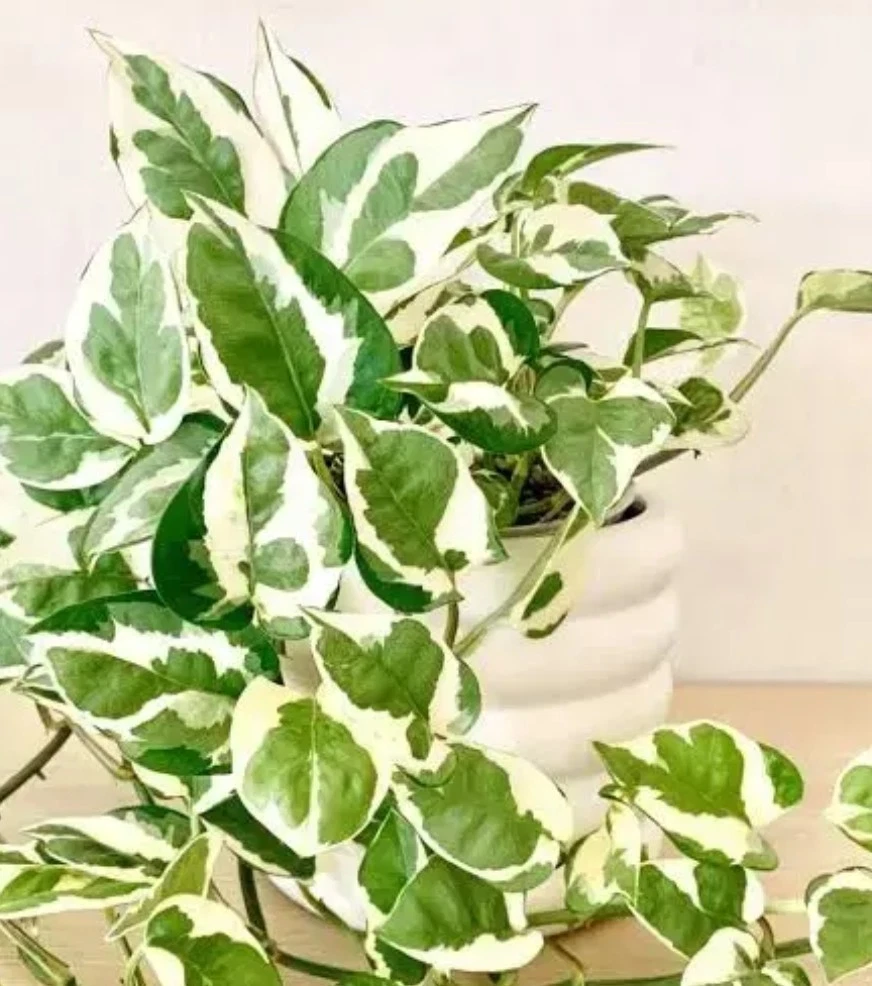 Unrooted N’Joy Pothos Cuttings Set of 3 - Variegated Green & White Foliage - Epipremnum aureum for Indoor Propagation