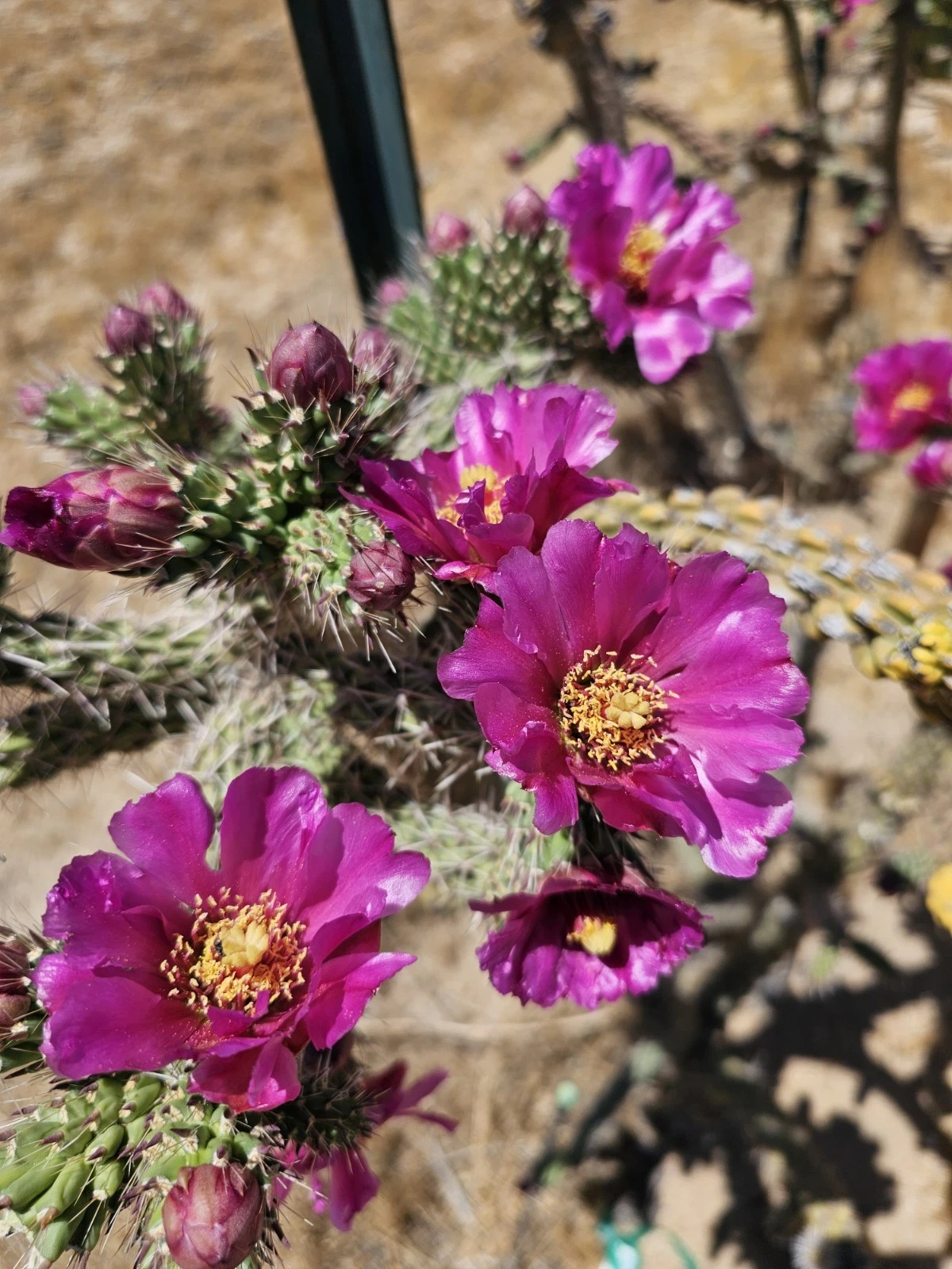 Tree Cholla Cactus Cuttings Set of 12 Pieces 4–6 Inches for Propagation Cylindropuntia imbricata Unrooted Cactus Cuttings