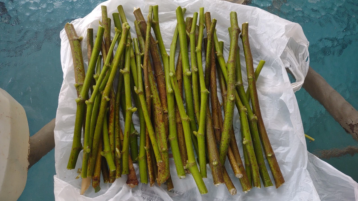 Hardy Chicago Fig Tree Cuttings Bulk Lot - 20 Live Unrooted Branch Cuttings for Planting - Ficus carica ‘Hardy Chicago’