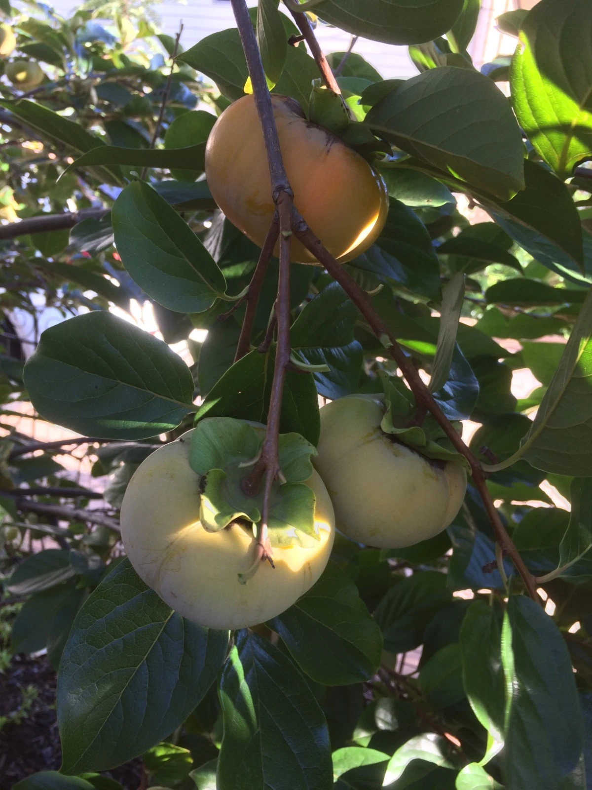 Fuyu Persimmon Tree Cuttings 6–8 Inch Scionwood Diospyros kaki for Grafting and Propagation - Non-Astringent Fruit Tree
